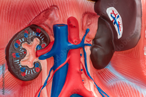 Close-up of Internal organs dummy on white background. Human anatomy model. Internal Anatomy of the Kidneys. photo