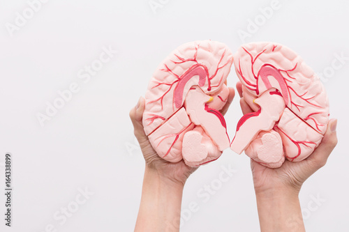 Close-up of Internal organs dummy on white background. Human anatomy model. Anatomy of the Brain. photo