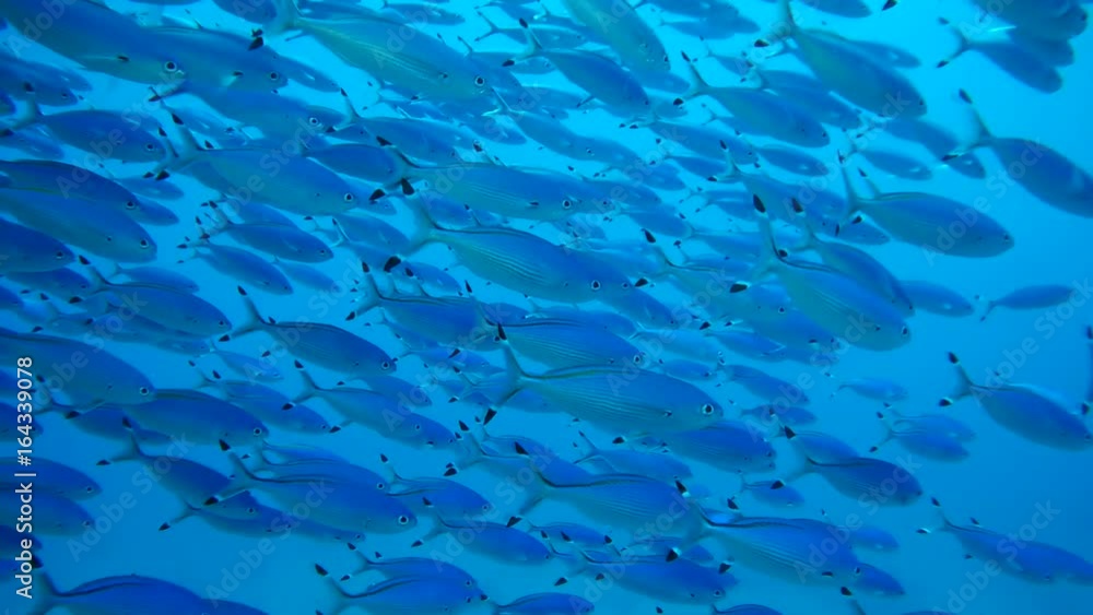 School of fish Blue fusilier in blue water - Abu Dabbab, Marsa Alam, Red Sea, Egypt, Africa
School of fish Blue fusilier in blue water - Abu Dabbab, Marsa Alam, Red Sea, Egypt, Africa