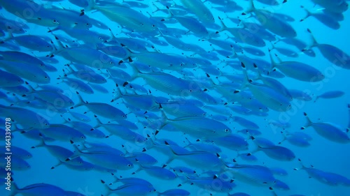 School of fish Blue fusilier in blue water - Abu Dabbab, Marsa Alam, Red Sea, Egypt, Africa
 photo