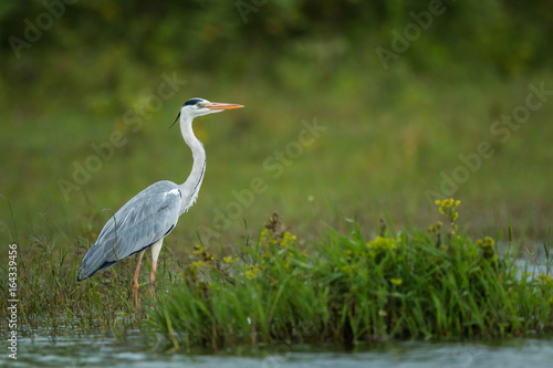 Grey Heron in Beautiful Landscape at Nagarhole National Park Karnataka India