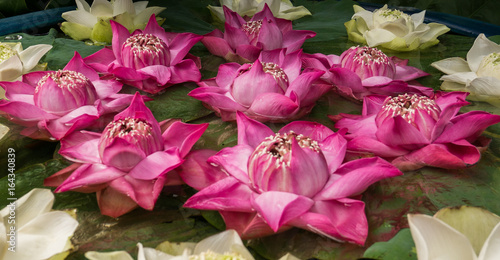 Beautiful pink and white lotus flowers in water bowl.