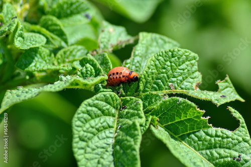 green leaf potato is infected with the larvae of the Colorado potato beetle