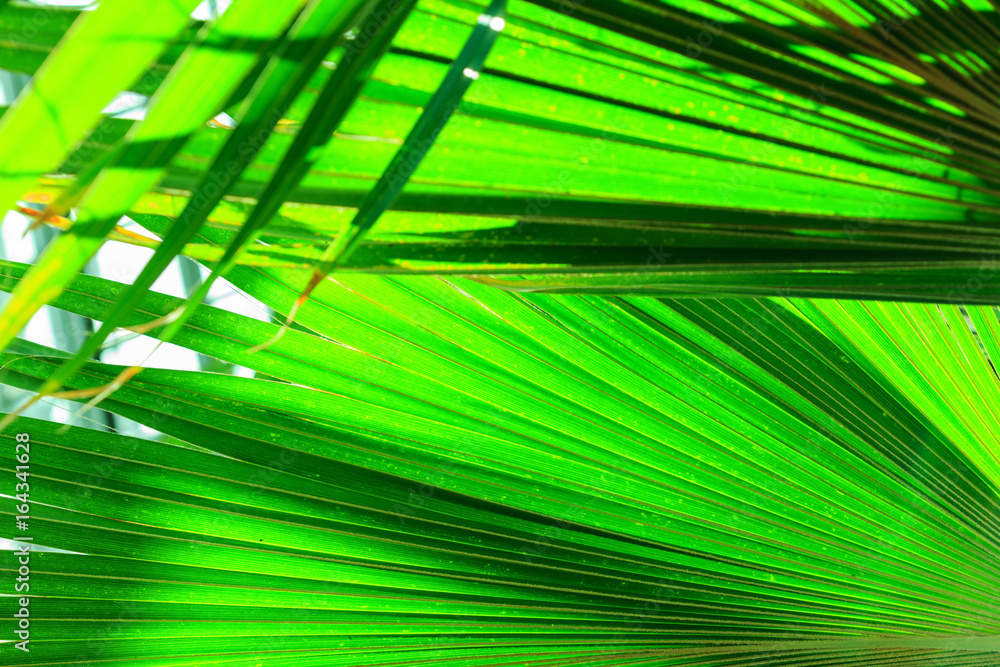 leaf texture leaf texture