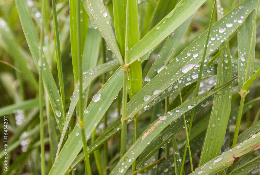 Drops on the grass Drops on the grass