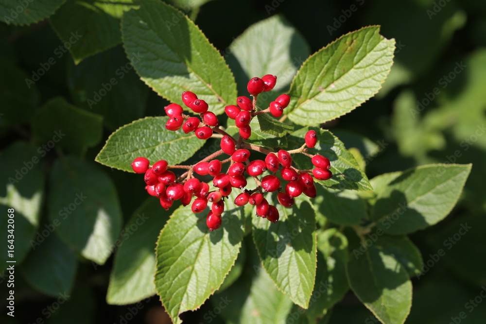 Red viburnum Red viburnum
