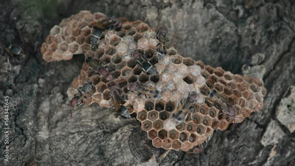 Close up the hornet's nest on the tree. Close up the hornet's nest on the tree.