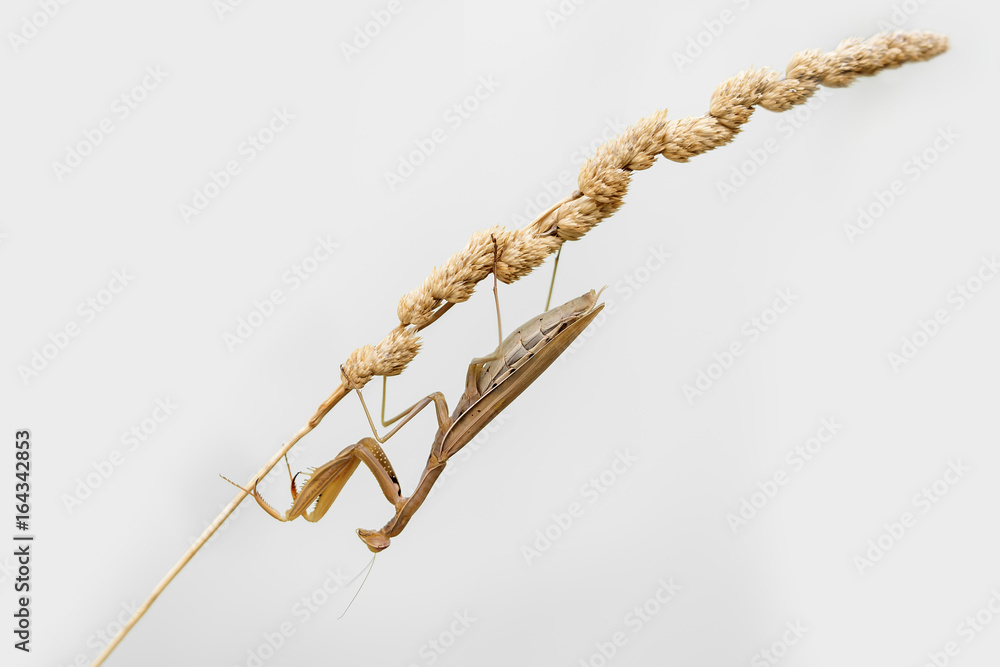 Fototapeta premium MANTIS RELIGIOSA