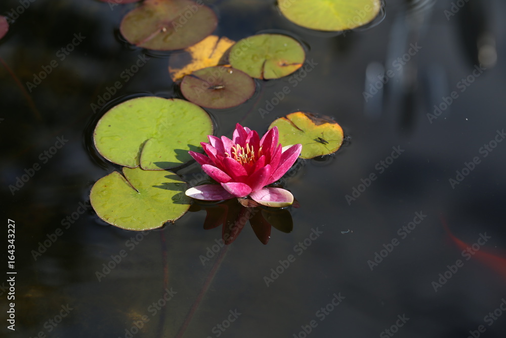 Water lily - Beautiful flowers grow in ponds Water lily - Beautiful flowers grow in ponds