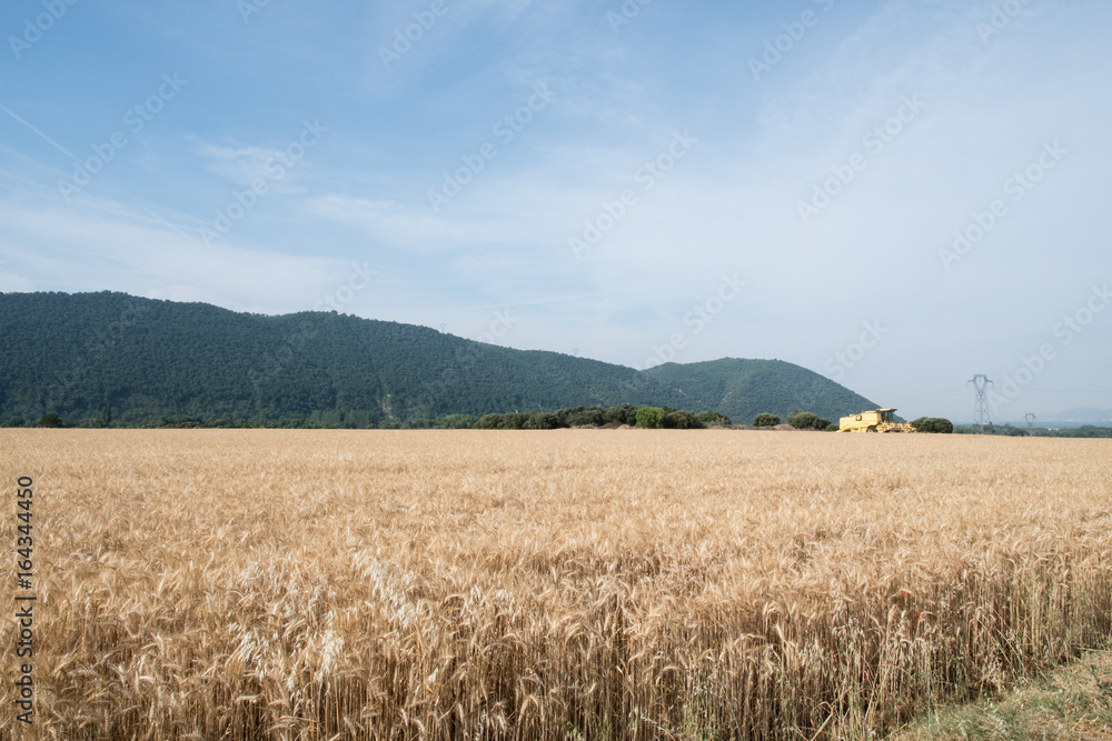 Campo di grano con mietitrebbia in Provenza