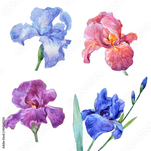 Watercolor set of irises.