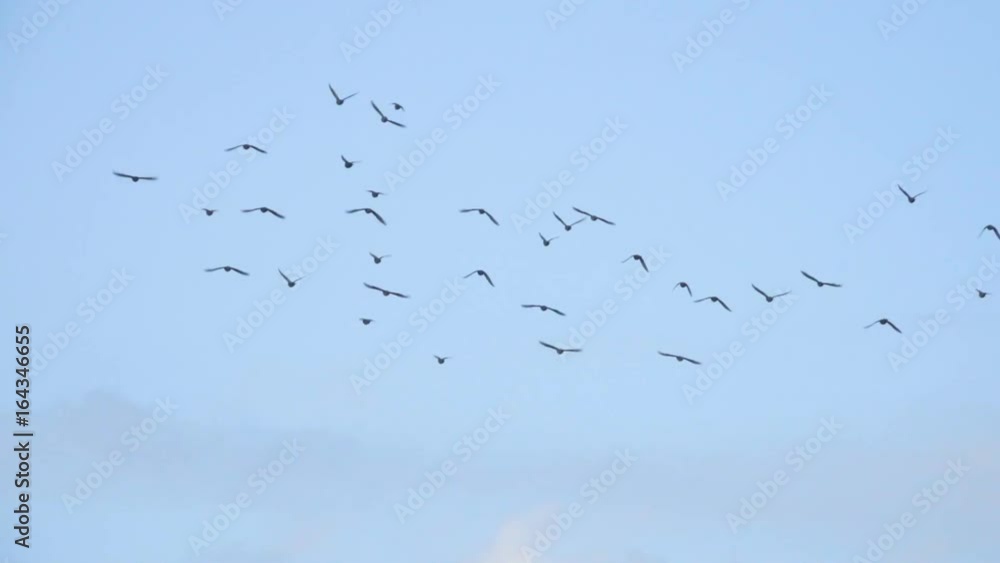 Flying flock of Pigeons. Migration of Big Birds flying into Formation. Slow motion. Many birds fly against the blue sky. Flying flock of Pigeons. Migration of Big Birds flying into Formation. Slow motion. Many birds fly against the blue sky.