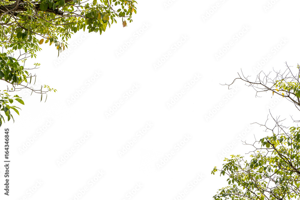 green tree leaf on branch green tree leaf on branch