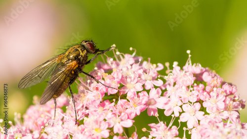 Fliege auf Blume