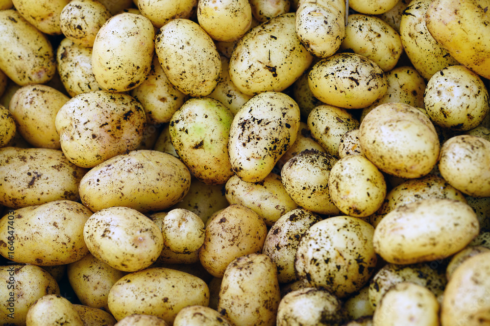 Freshly dug new potatoes at the market Freshly dug new potatoes at the market