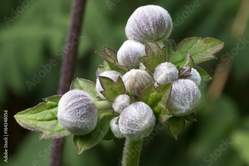 Foto Anemoon in knop
