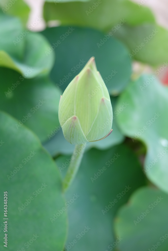 Beautiful lotus Beautiful lotus