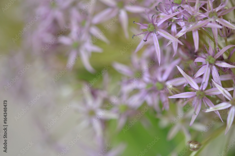 Macro photography of wild onion violet flowers on the natural green background. Art/decorative horizontal photo.