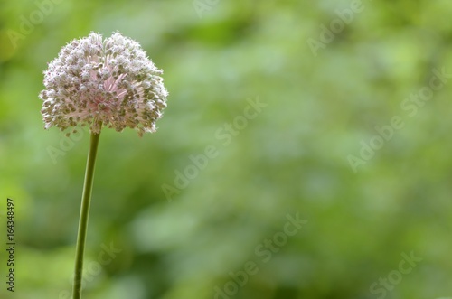 Isolated wild giant onion stalks with pink flowers seeds on the natural green background. Art decorative horizontal photo.