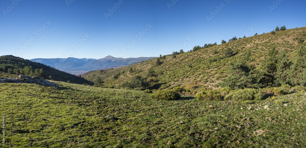 Meadows and padded brushwood (Cytisus oromediterraneus) near Hornillo Stream, in Guadarrama Mountains National Park, Spain
