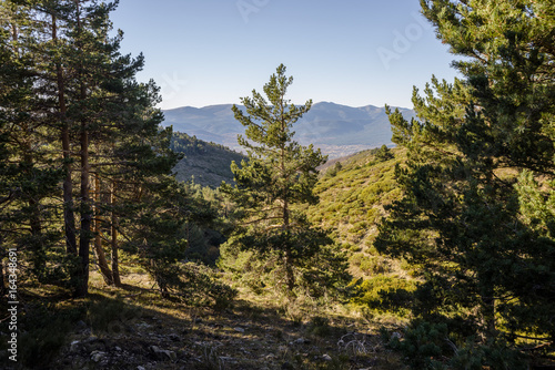 Scots pine forest (Pinus sylvestris) near Hornillo Stream, in Guadarrama Mountains National Park, Spain