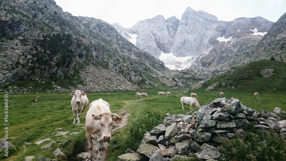 Vaches devant le glacier Vignemale Dans les hautes pyrennees