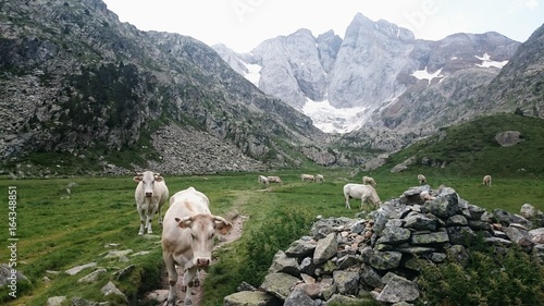 Vaches devant le glacier Vignemale Dans les hautes pyrennees
