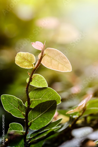 Branch and green leaves of tree with the beautiful sunlight in the background blurred.