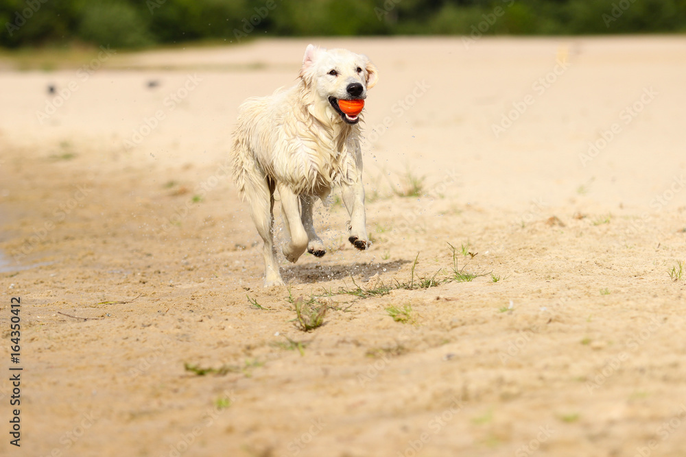 Fototapeta premium Dog and ball