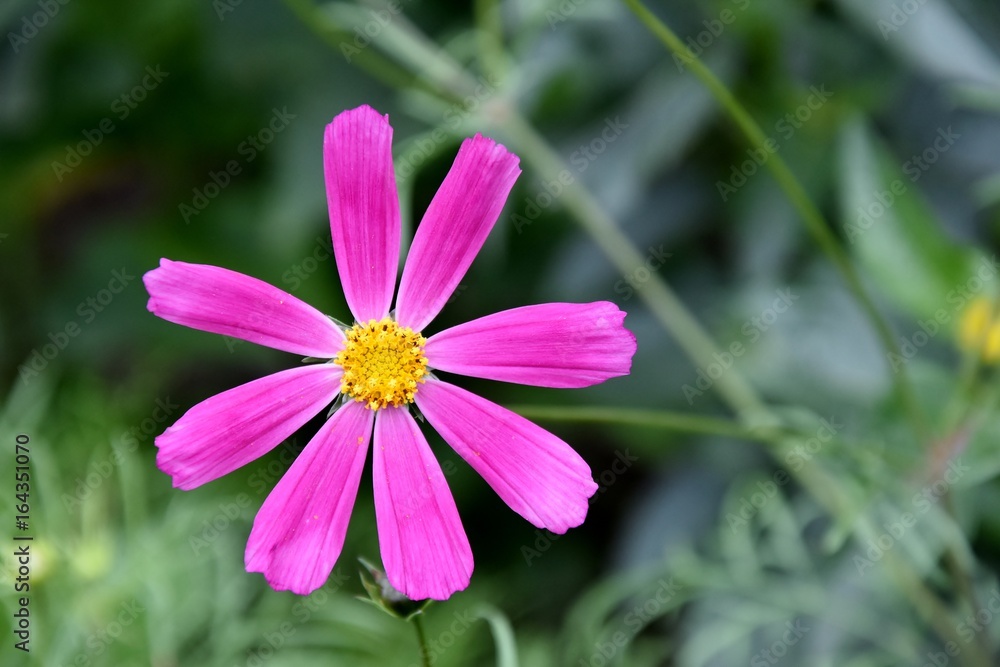 Space flower Space flower
