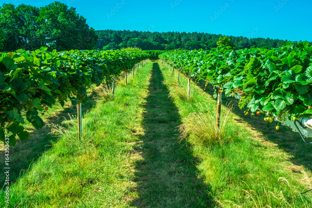 Naklejka premium Rows of strawberries growing on a fruit farm