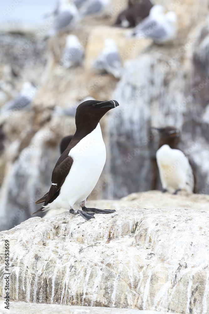 Fototapeta premium Razorbill (Alca torda), an adult on nesting cliffs, Farne Islands, Northumbria, England, UK.