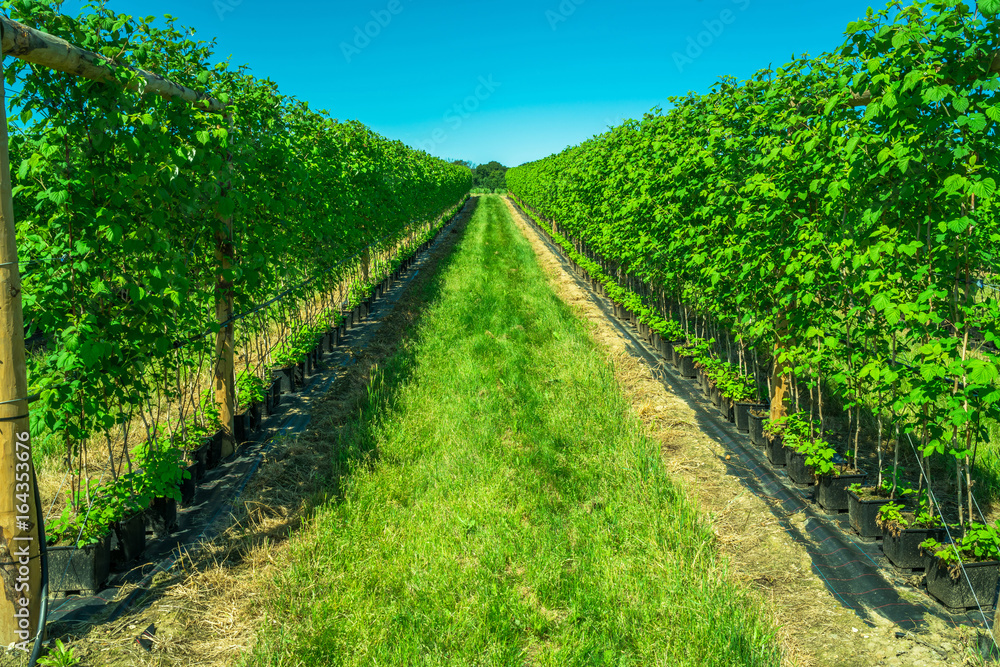 Naklejka premium Rows of raspberry bushes on fruit farm