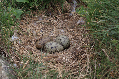 Eggs in a Lesser Black-backed Gull's nest, Farne Islands, Northumbria, England, UK. © tonymills