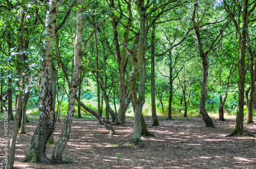 Fototapeta A wide sunlit footpath passes between oak and silver birch trees in Sherwood Forest