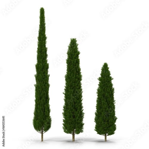 three cypress trees on white. 3D illustration photo