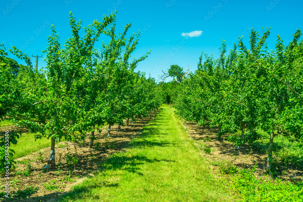 Rows of fruit trees in an orchard