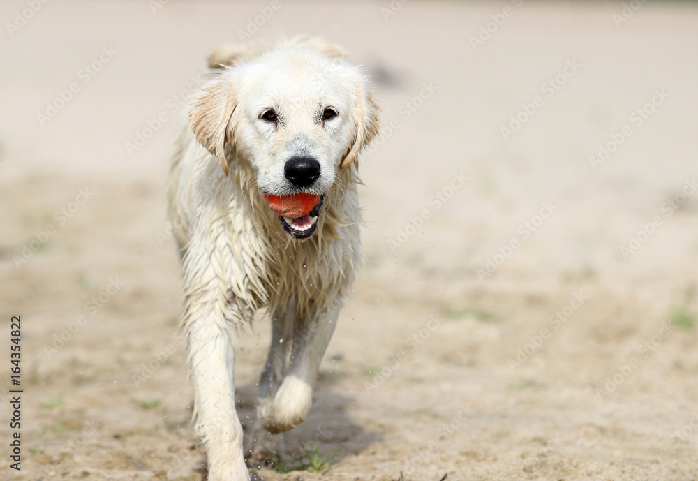 Retriever dog runs