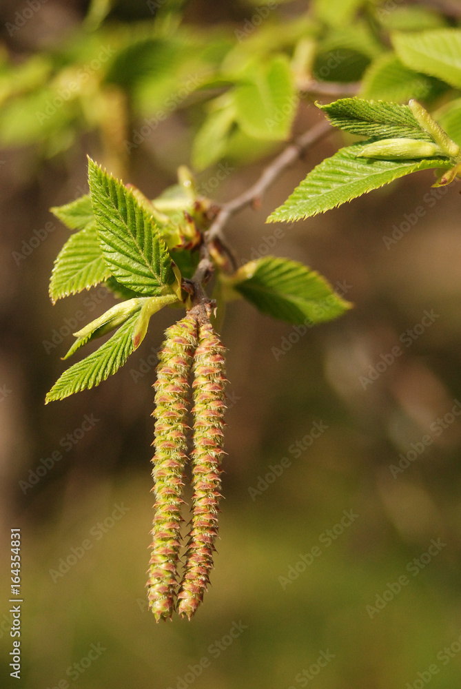 carpino nero (Ostrya carpinifolia) - ramo con fiori maschili Stock Photo |  Adobe Stock