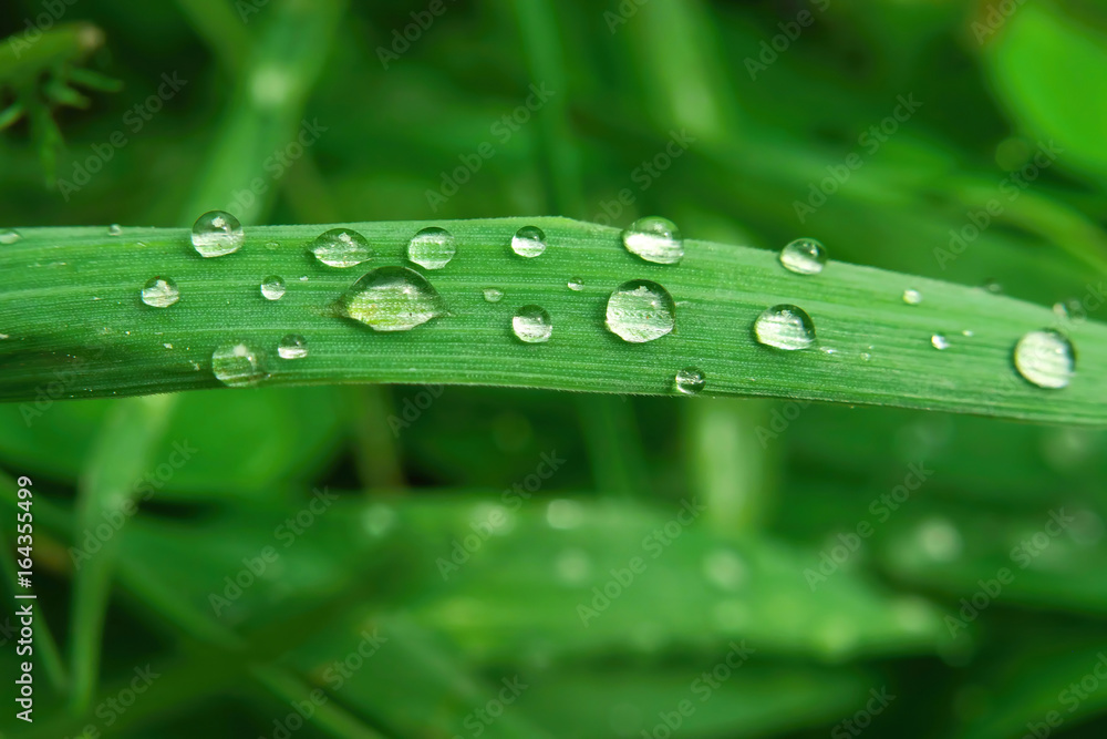 closeup macro photo Fresh green grass with drops of water mornig dew closeup macro photo Fresh green grass with drops of water mornig dew