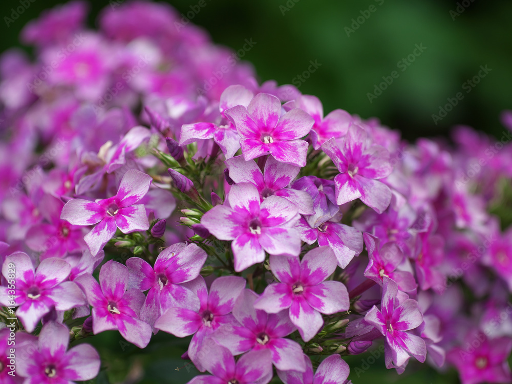background with Blooming lilac flower Phlox paniculata, Polemoniaceae