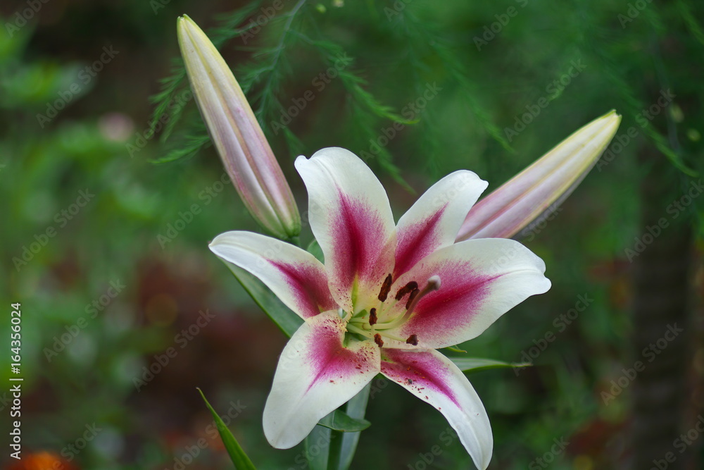 closeup Lily flowers in a garden closeup Lily flowers in a garden