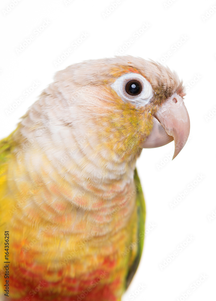 Fototapeta premium Green-cheeked parakeet in studio