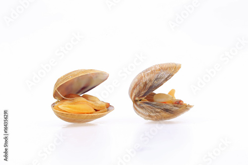 The clam is isolated in a white background