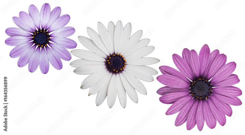 Three daisy flowers in purples and white on the white background.