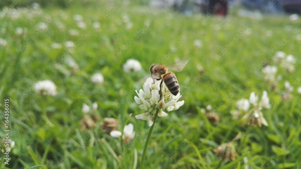 Zapylenie Zapylenie
