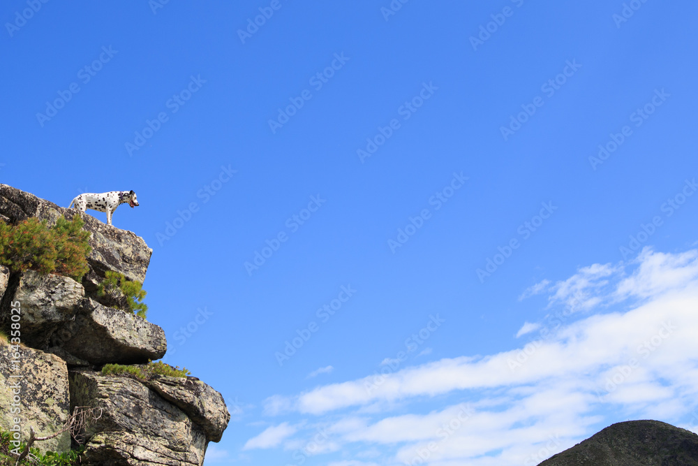 Naklejka premium Dog sitting on a rock by a mountain lake