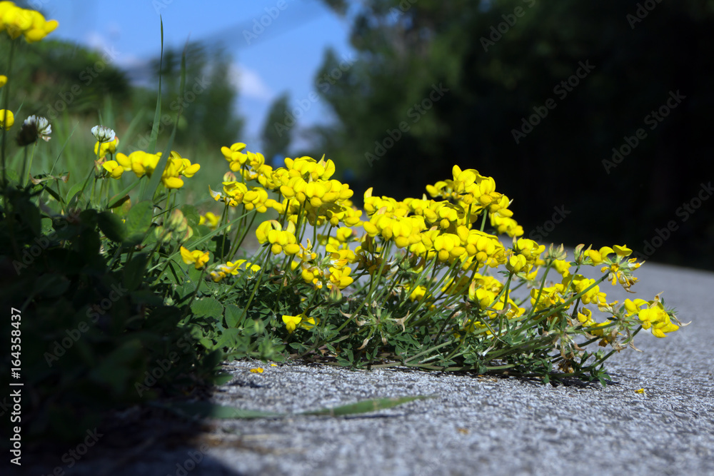 Obraz premium Yellow flower lake