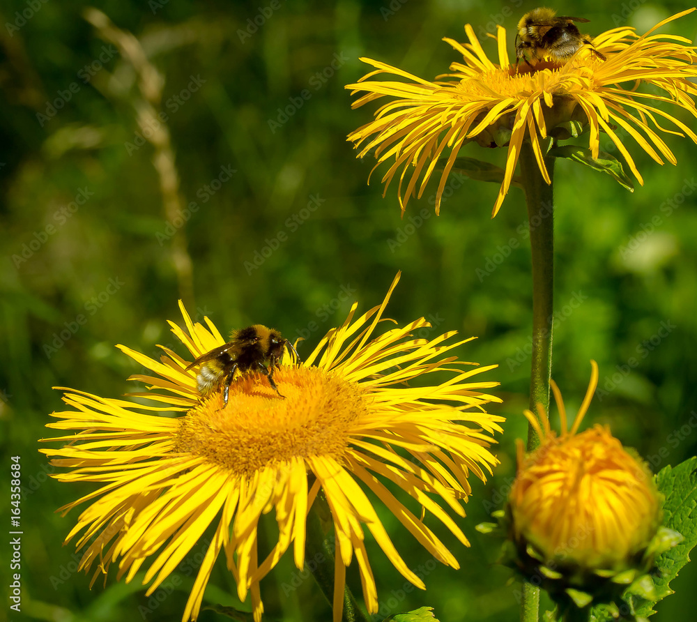 flower nature nature summer flora flower nature nature summer flora