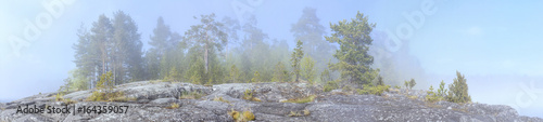 Photos Pines in the fog on the rocks